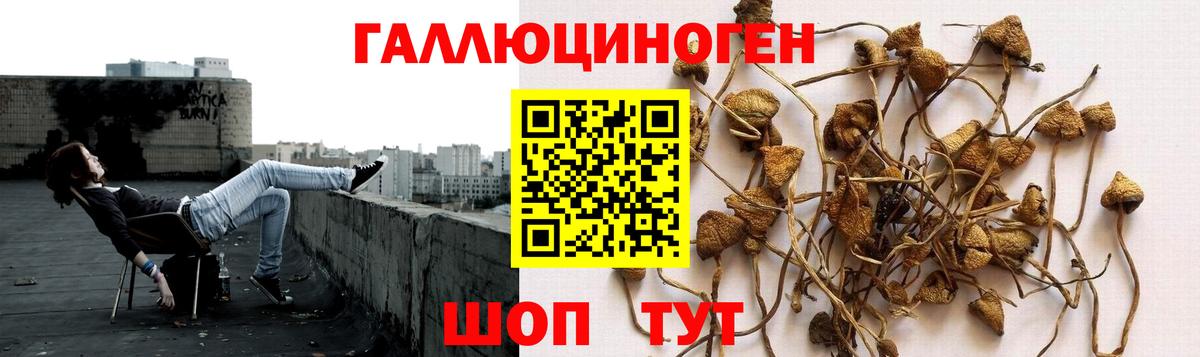 Галлюциногенные грибы Psilocybine cubensis  сколько стоит  Магадан  Вход с VPN 